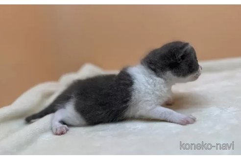 成約済の東京都のブリティッシュショートヘア-79364の4枚目