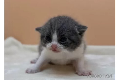 成約済の東京都のブリティッシュショートヘア-79364の5枚目