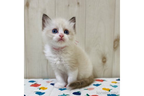 成約済の大阪府のラグドール-79385の3枚目