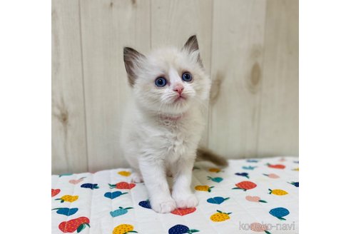 成約済の大阪府のラグドール-79385の4枚目