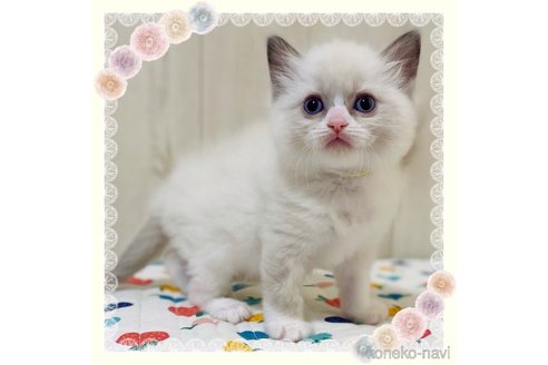 成約済の大阪府のラグドール-79387の1枚目