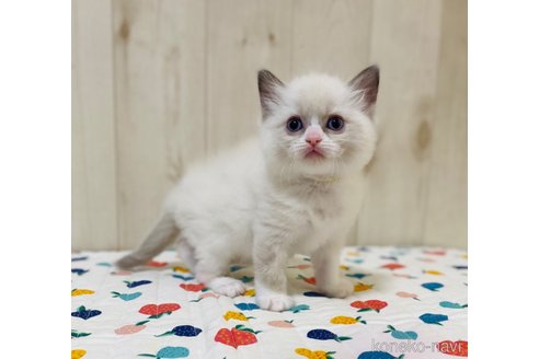成約済の大阪府のラグドール-79387の6枚目