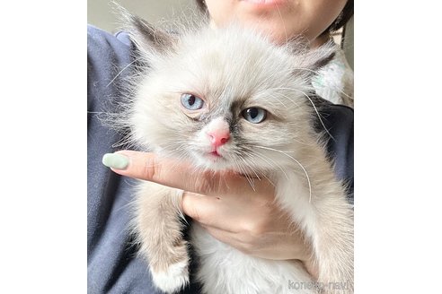 成約済の東京都のラグドール-76941の3枚目