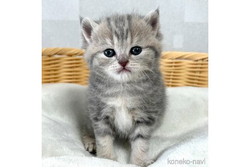 成約済の大阪府のブリティッシュショートヘア-79439の3枚目