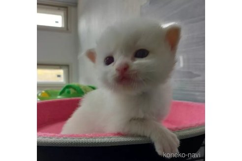 成約済の福岡県のマンチカン-79480の4枚目