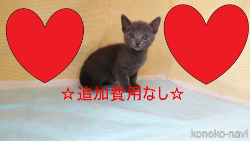 成約済の東京都のロシアンブルー-79498の1枚目