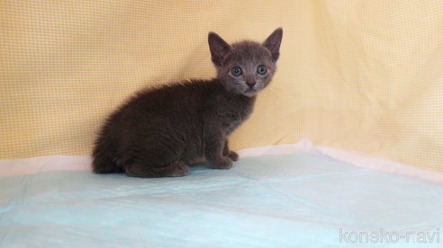 成約済の東京都のロシアンブルー-79498の2枚目