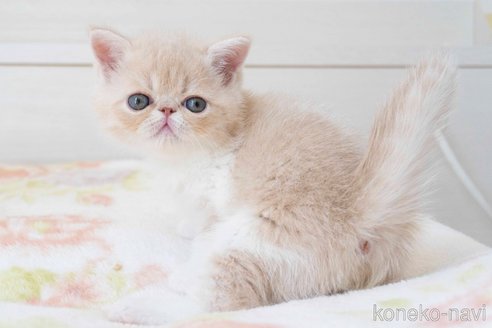 成約済の東京都のエキゾチックショートヘア-77201の4枚目