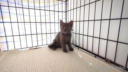 成約済の茨城県のブリティッシュショートヘア-79501の4枚目
