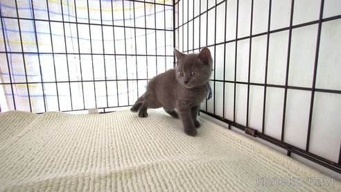 成約済の茨城県のブリティッシュショートヘア-79501の3枚目