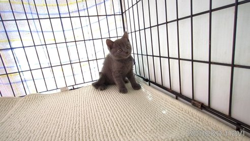 成約済の茨城県のブリティッシュショートヘア-79501の2枚目