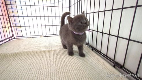 成約済の茨城県のブリティッシュショートヘア-79504の5枚目
