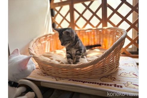 成約済の千葉県のスコティッシュストレート-79512の6枚目