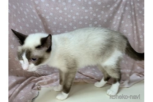 成約済の埼玉県のラグドール-72084の2枚目