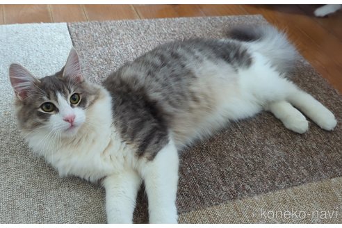 成約済の愛媛県のノルウェージャンフォレストキャット-71616の1枚目
