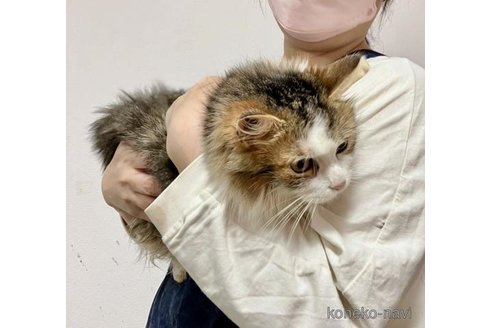 商談中の大阪府のサイベリアン-79545の2枚目