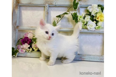 成約済の大阪府のノルウェージャンフォレストキャット-79547の6枚目