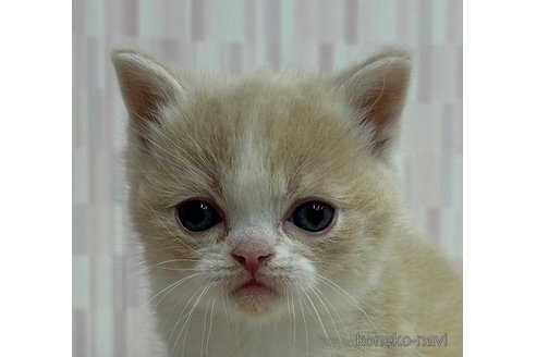 成約済の千葉県のスコティッシュフォールド-79554の3枚目