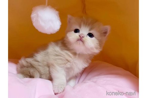 成約済の愛媛県のスコティッシュフォールド-79556の4枚目