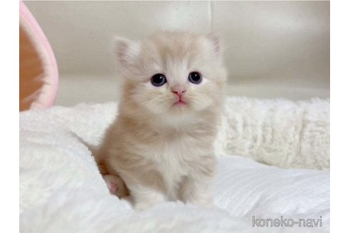 成約済の愛媛県のスコティッシュフォールド-79556の3枚目