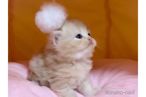 成約済の愛媛県のスコティッシュフォールド-79556の7枚目