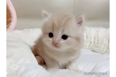 成約済の愛媛県のスコティッシュフォールド-79556の5枚目