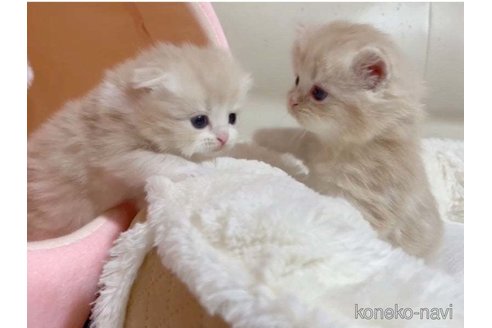 成約済の愛媛県のスコティッシュフォールド-79556の6枚目