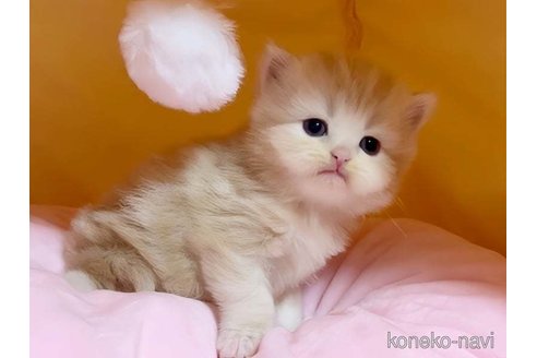 成約済の愛媛県のスコティッシュフォールド-79556の8枚目