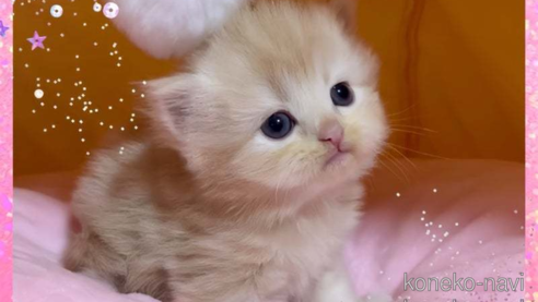 成約済の愛媛県のスコティッシュフォールド-79556の1枚目