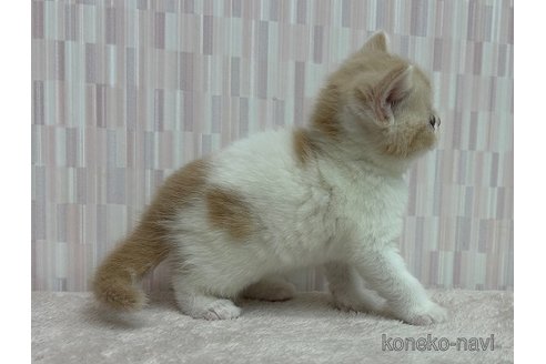 成約済の千葉県のスコティッシュフォールド-79557の2枚目