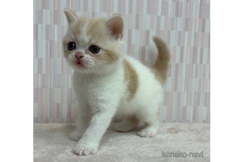 成約済の千葉県のスコティッシュフォールド-79557の3枚目