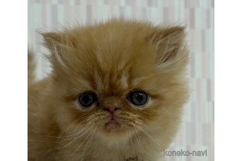 成約済の千葉県のエキゾチックショートヘア-79559の2枚目