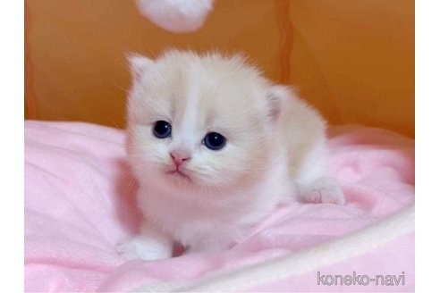 成約済の愛媛県のスコティッシュフォールド-79560の2枚目