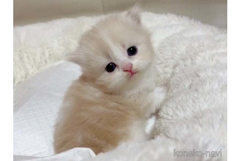 成約済の愛媛県のスコティッシュフォールド-79560の4枚目