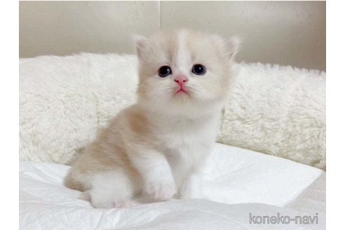 成約済の愛媛県のスコティッシュフォールド-79560の5枚目