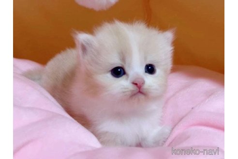 成約済の愛媛県のスコティッシュフォールド-79560の3枚目