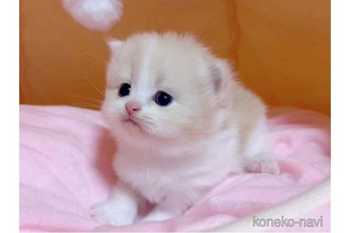 成約済の愛媛県のスコティッシュフォールド-79560の6枚目