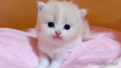 成約済の愛媛県のスコティッシュフォールド-79560の1枚目