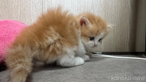 成約済の鹿児島県のミヌエット(短足)-79195の6枚目