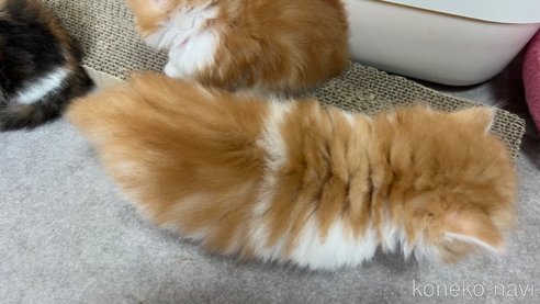 成約済の鹿児島県のミヌエット(短足)-79195の7枚目