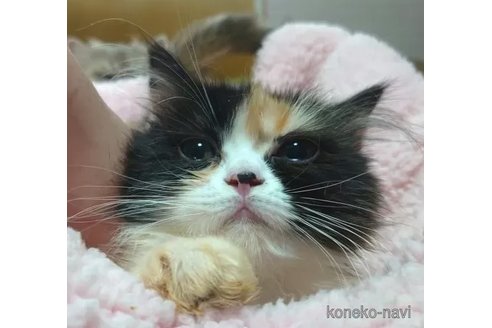 成約済の愛知県のミヌエット-79587の5枚目