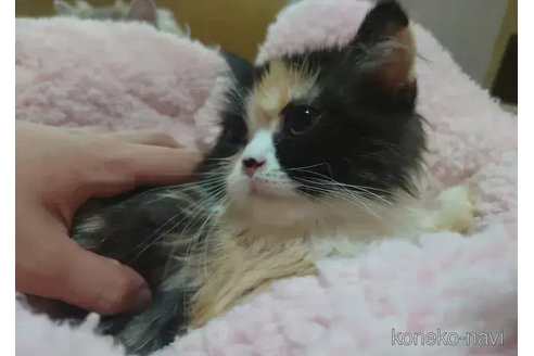 成約済の愛知県のミヌエット-79587の2枚目