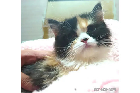 成約済の愛知県のミヌエット-79587の3枚目