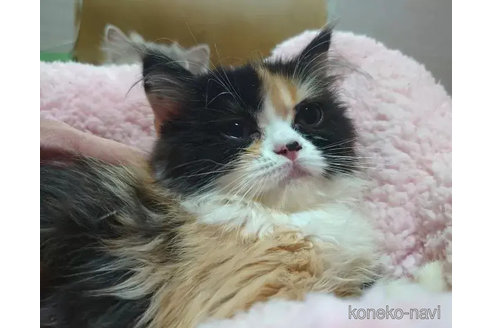 成約済の愛知県のミヌエット-79587の4枚目