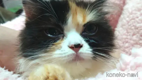 成約済の愛知県のミヌエット-79587の1枚目