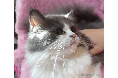 成約済の愛知県のスコティッシュフォールド-79588の2枚目