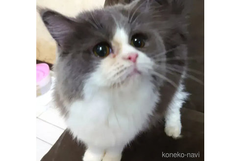 成約済の愛知県のスコティッシュフォールド-79588の3枚目