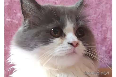 成約済の愛知県のスコティッシュフォールド-79588の4枚目