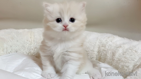 成約済の愛媛県のスコティッシュフォールド-79640の1枚目