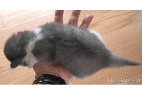 成約済の茨城県のノルウェージャンフォレストキャット-79743の3枚目